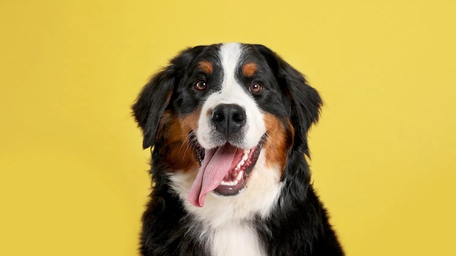 نيوجيرسي تضع حيوانات أليفة حقيقية على بطاقات اليانصيب الخدشية لأول مرة