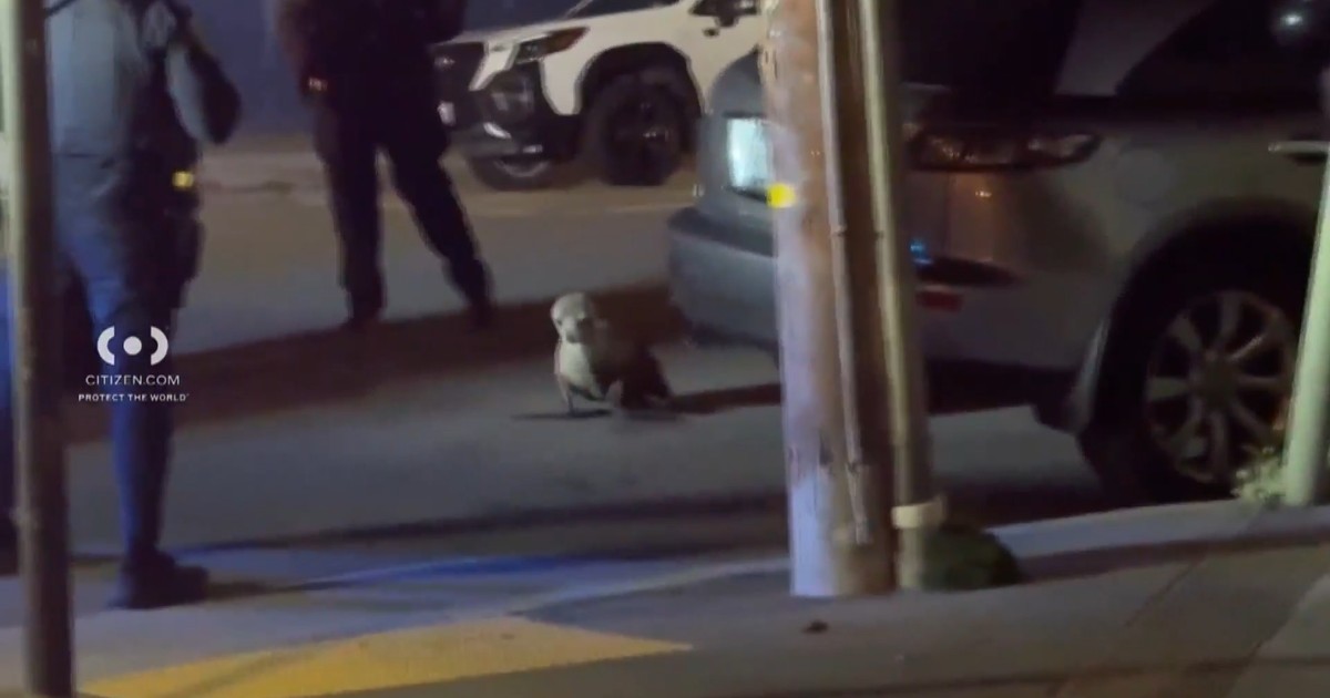 أسد بحر يتجول في حي أوتر سنست بسان فرانسيسكو والشرطة تتدخل لاحتوائه