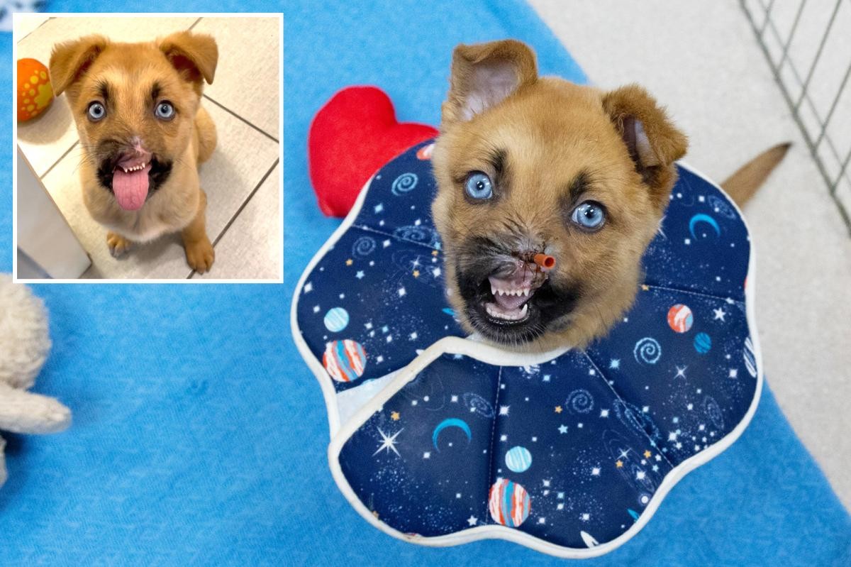 جرو نجا من إصابات خطيرة في باسادينا ويصبح متاحًا للتبني