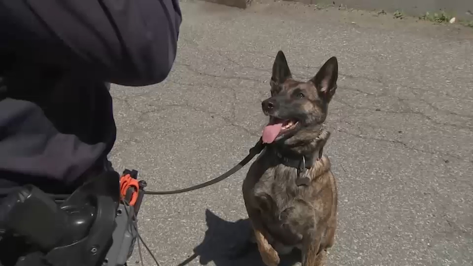 محققة في شرطة نيويورك تنقذ كلبة بوليسية من تسمم بالفنتانيل في البرونكس