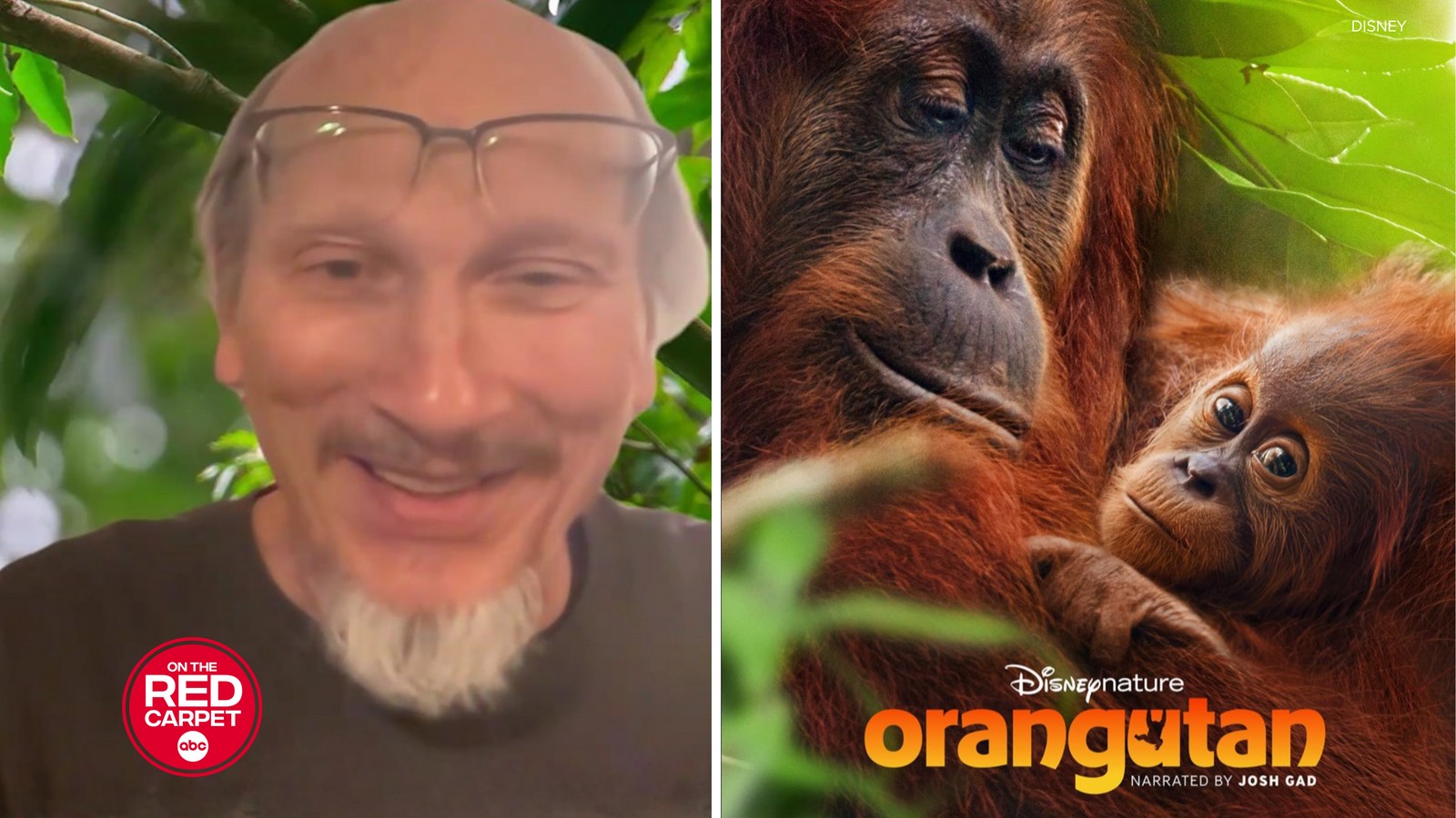 ديزني بلس يبدأ عرض «أورانغوتان» في يوم الأرض بقصة صغيرة من بورنيو وسومطرة