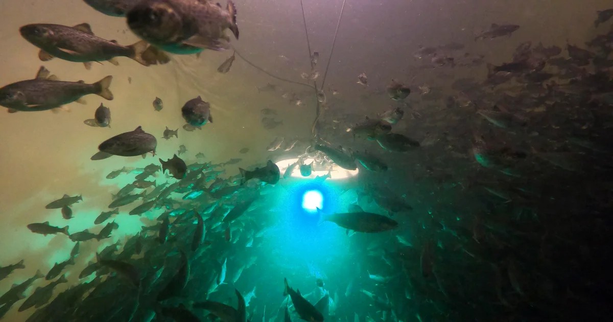 دراسة: الكوكايين يدفع السلمون إلى السباحة لمسافات أطول في السويد