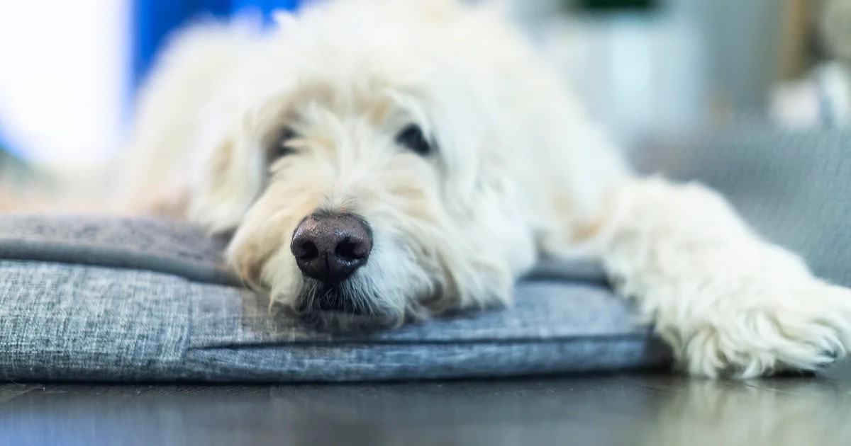 تأمين الحيوانات الأليفة قد يخفف كلفة رعاية الكلاب مع ارتفاع مخاطر الصيف