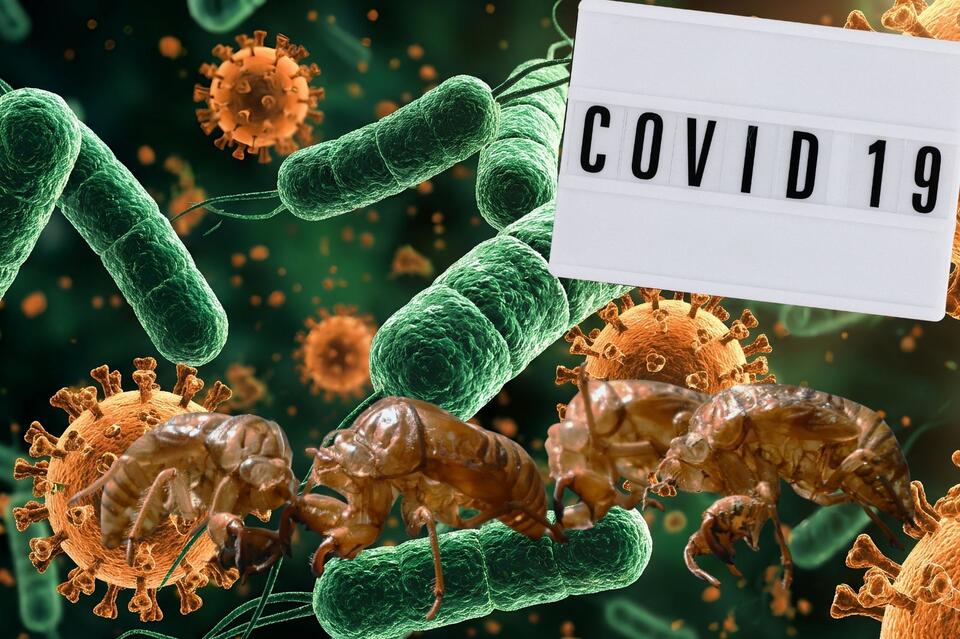 سلالة «سيكادا» من كورونا تنتشر في نيويورك