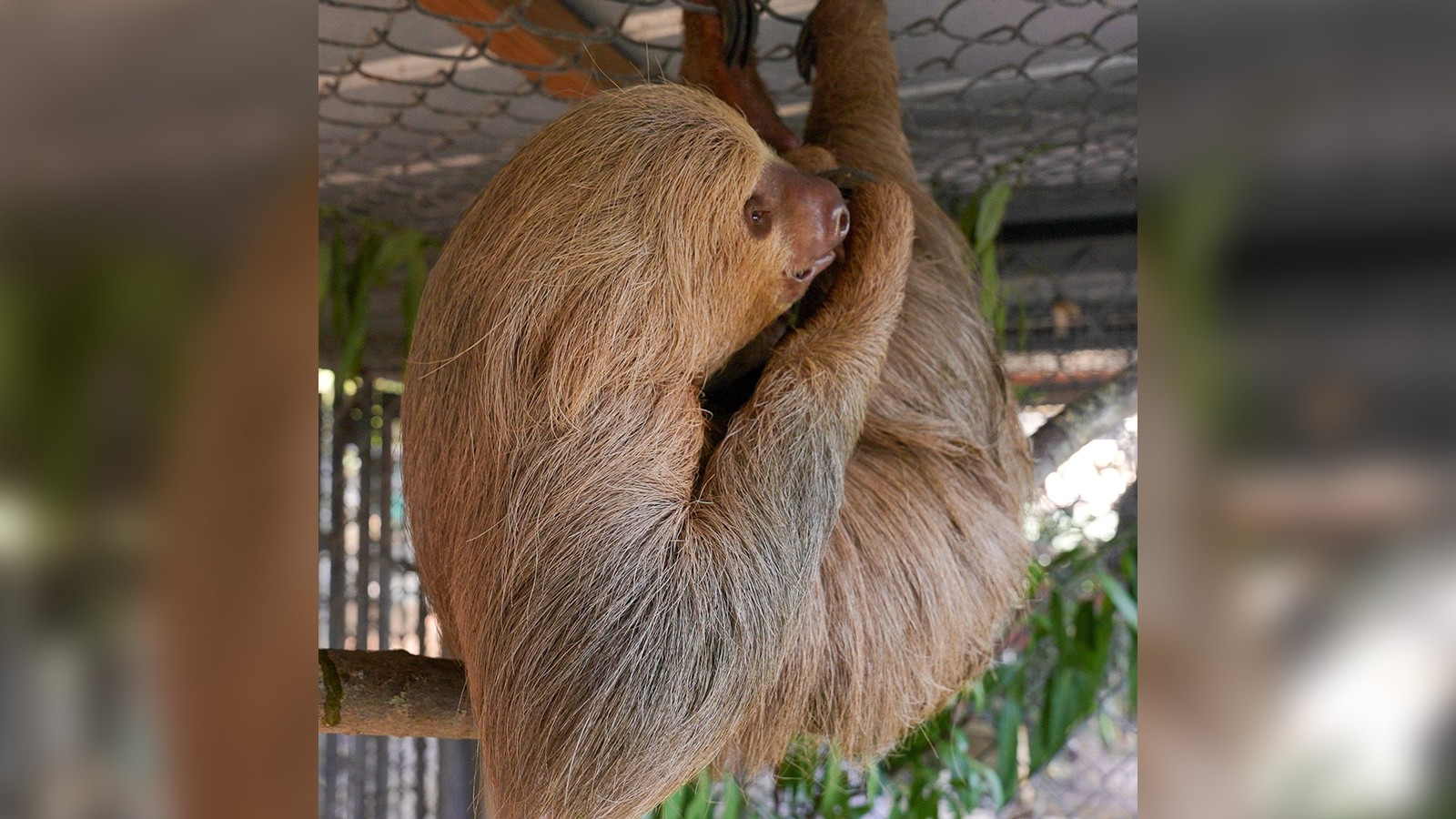 تسجيل وفاة كسلان ثانٍ بعد نقله من منتزه Sloth World إلى حديقة حيوانات وسط فلوريدا