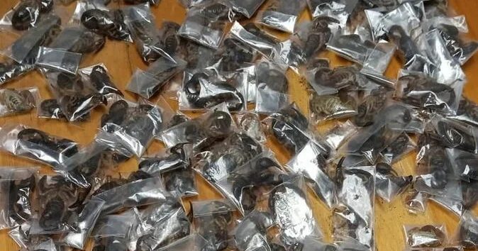 القبض على رجل في جنوب أفريقيا بحوزته 150 عقربًا سامًا مخبأة في أمتعته