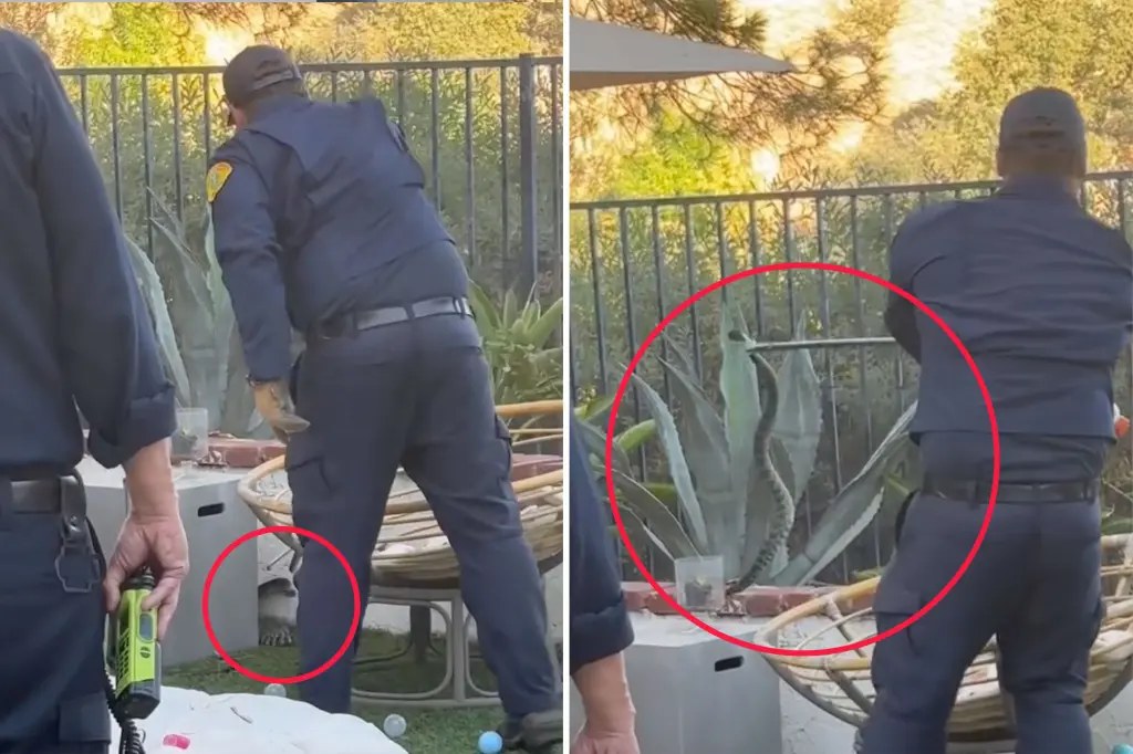 العثور على أفعى جرسية بين ألعاب أطفال في فناء منزل بكالاباساس
