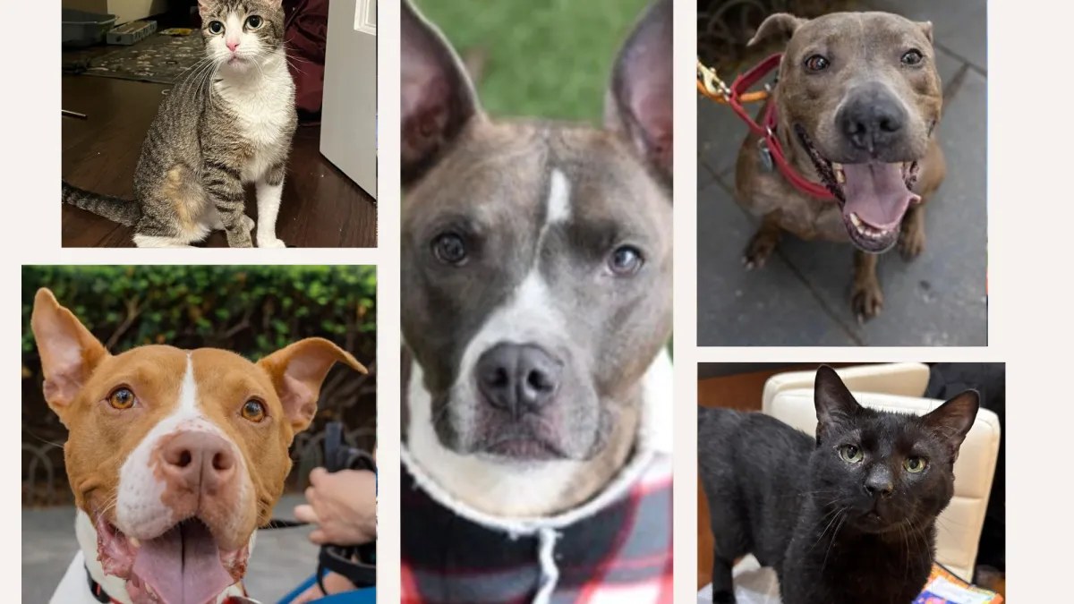كلاب وقطط بانتظار أسر دائمة في مركز ASPCA للتبني بنيويورك
