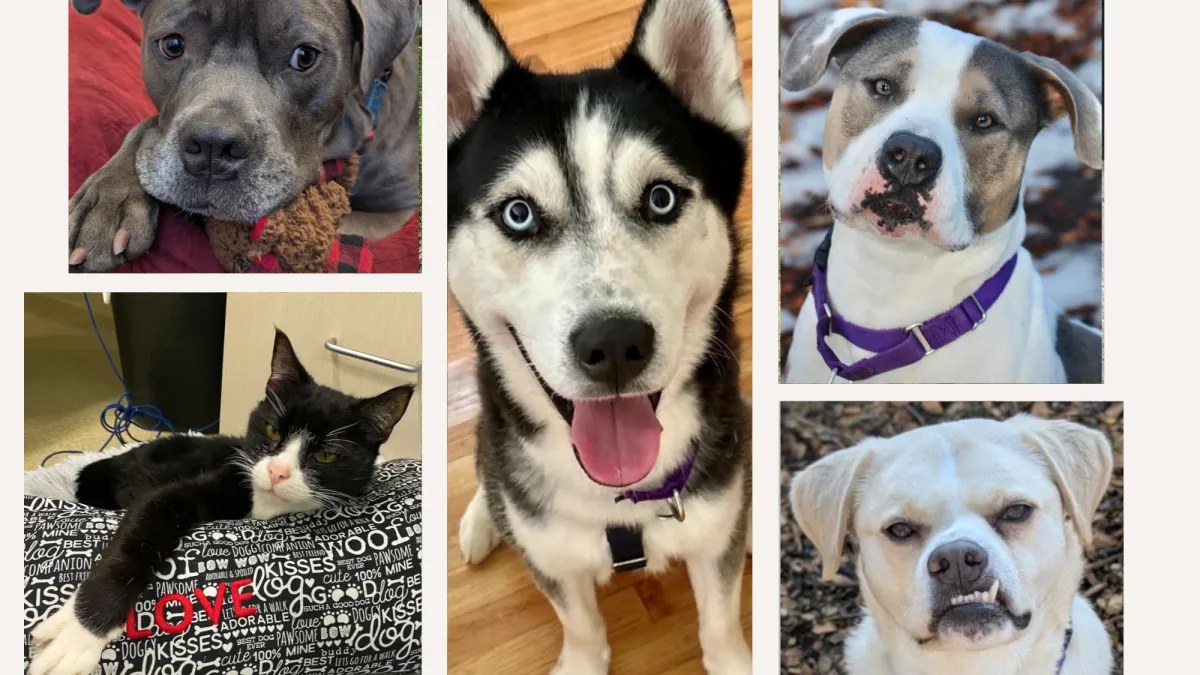 جمعية SPCA ويستشستر تعرض 5 حيوانات للتبني بينها كلب ينتظر منزلًا منذ 1,024 يومًا