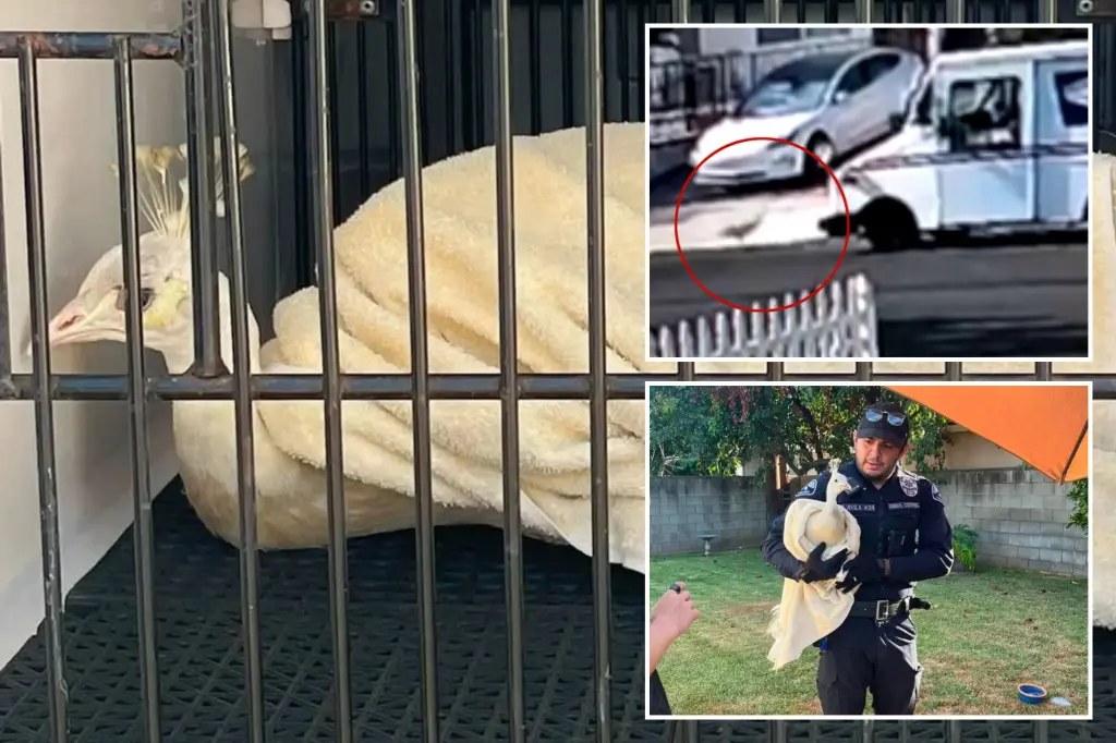 ساعي بريد متهم بمطاردة وضرب طاووس أبيض محبوب في باسادينا والتحقيق مستمر