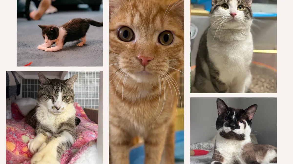 ملجأ Puppy Kitty NYC في نيويورك يعرض قططًا من ذوي الاحتياجات الخاصة للتبني الدائم