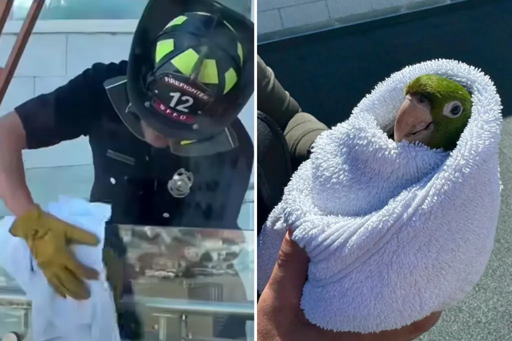 إطفائيو سان فرانسيسكو ينقذون ببغاءً بريًا علق رأسه في شرفة بالطابق الثالث