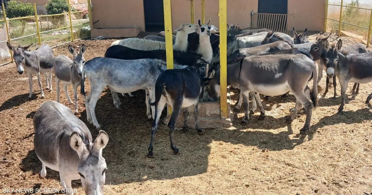 لبنان: مزرعة في اللبوة توزع حليب الحمير مجانًا للمحتاجين بعد تجربة عائلية