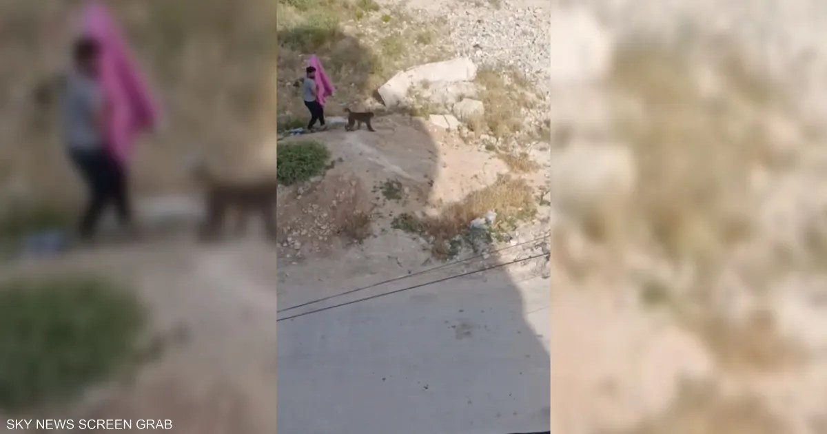 سوريا: قرود هاربة تعض 3 أشخاص في سلقين وتنقلهم إلى المستشفى
