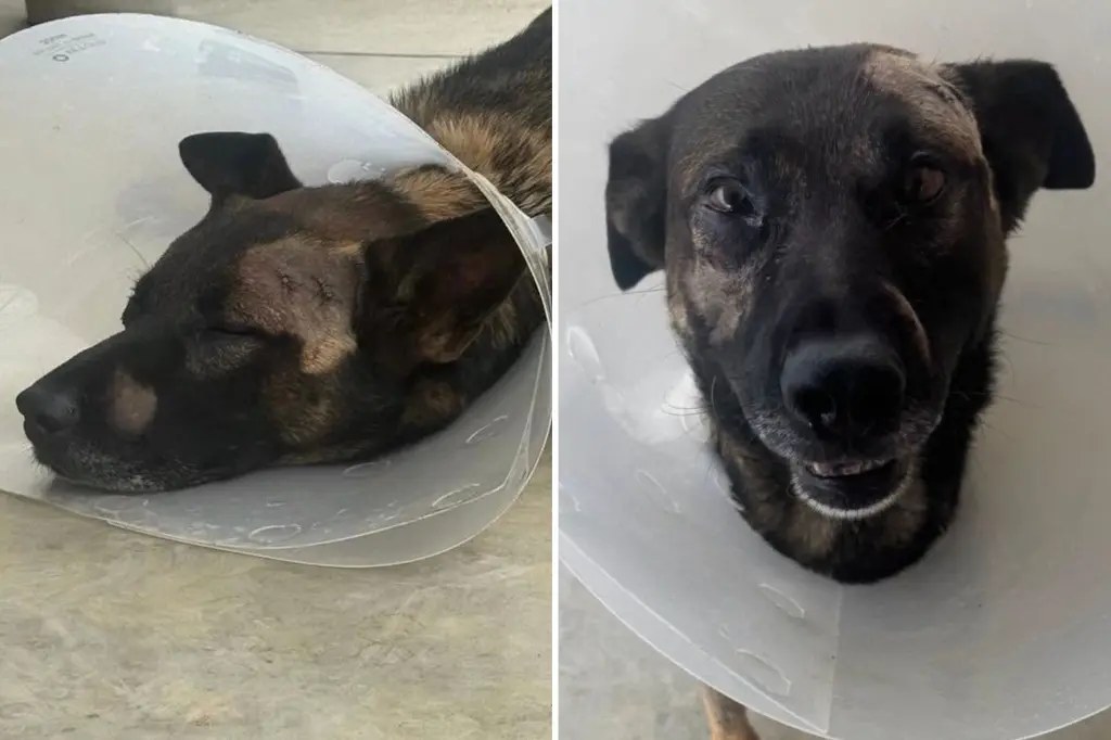 مشتبه به يطعن كلب شرطة في وجهه أثناء توقيفه بتهمة سطو في إسكونديدو