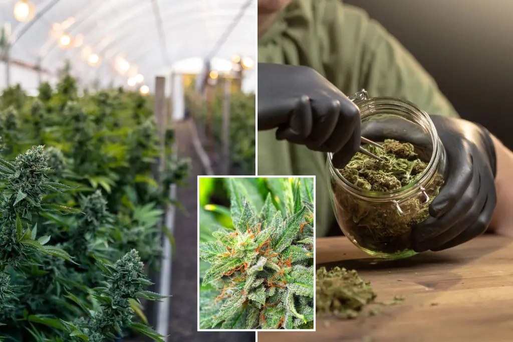 سحب منتجات قنب من الأسواق في كاليفورنيا بعد وفاة عاملة بمزرعة