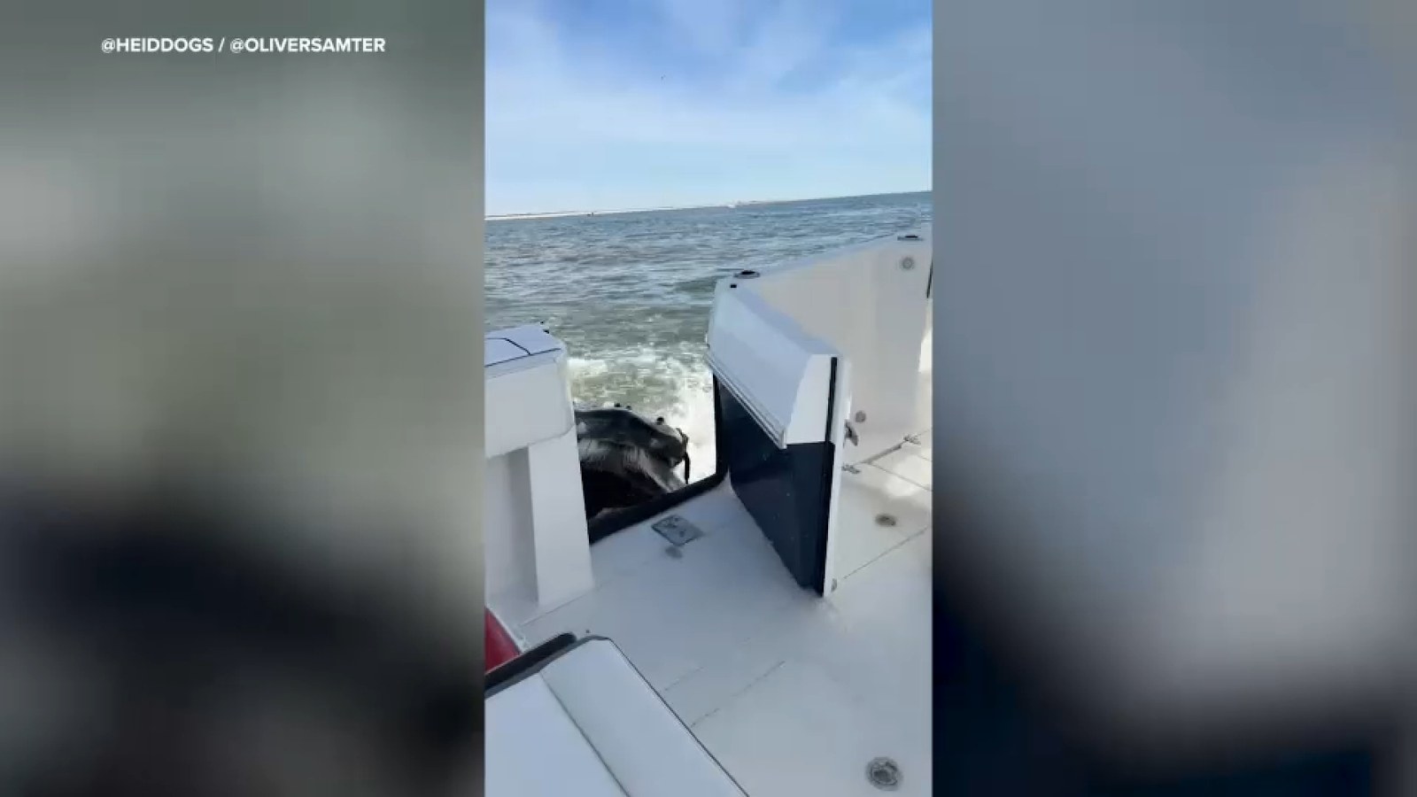 حوت أحدب يصطدم بقارب صيادين قبالة موريتشز بولاية نيويورك دون إصابات