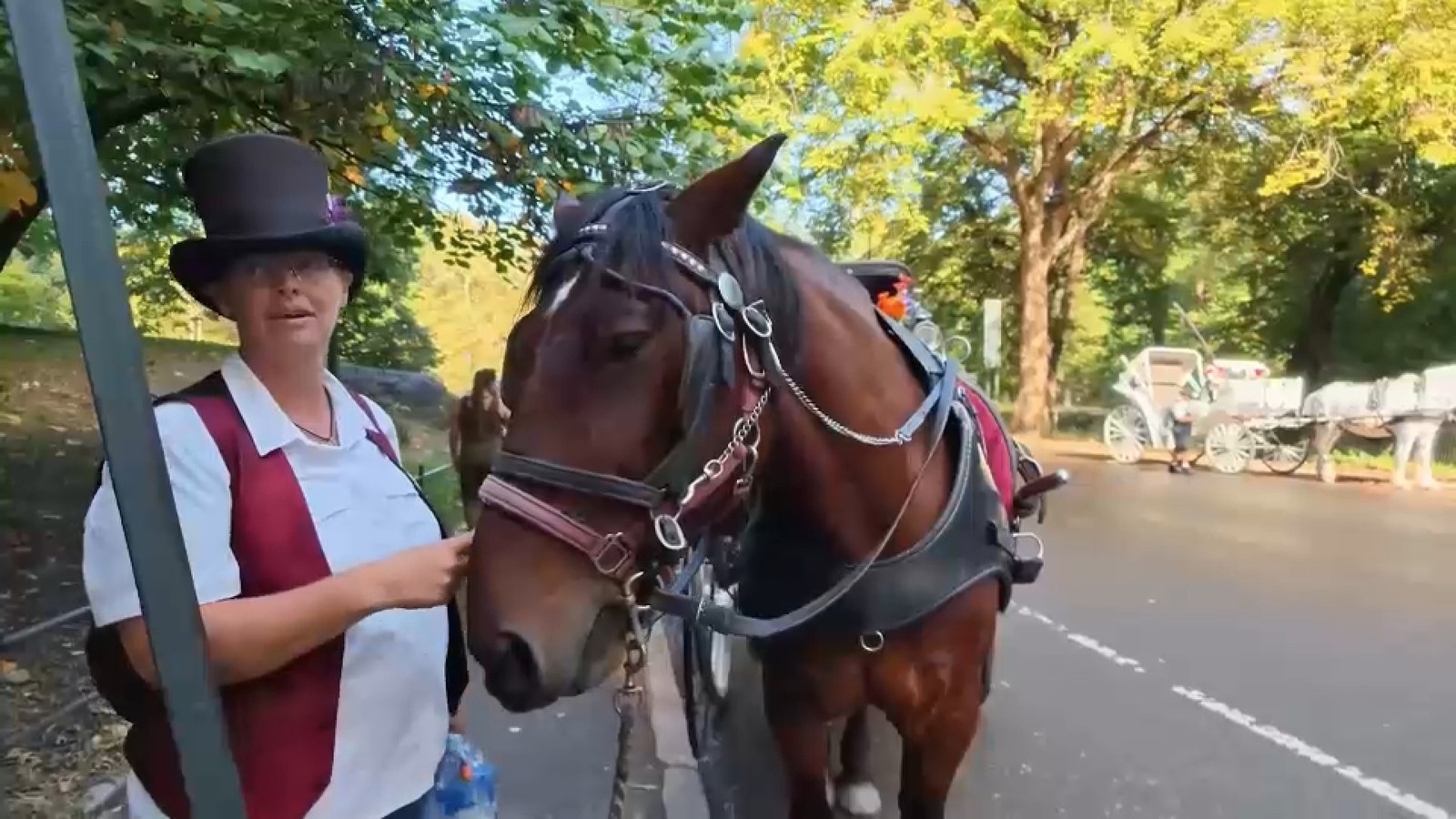سائقو عربات الخيل في نيويورك يخشون فقدان وظائفهم مع تقدّم مساعي إنهاء نشاطها في سنترال بارك