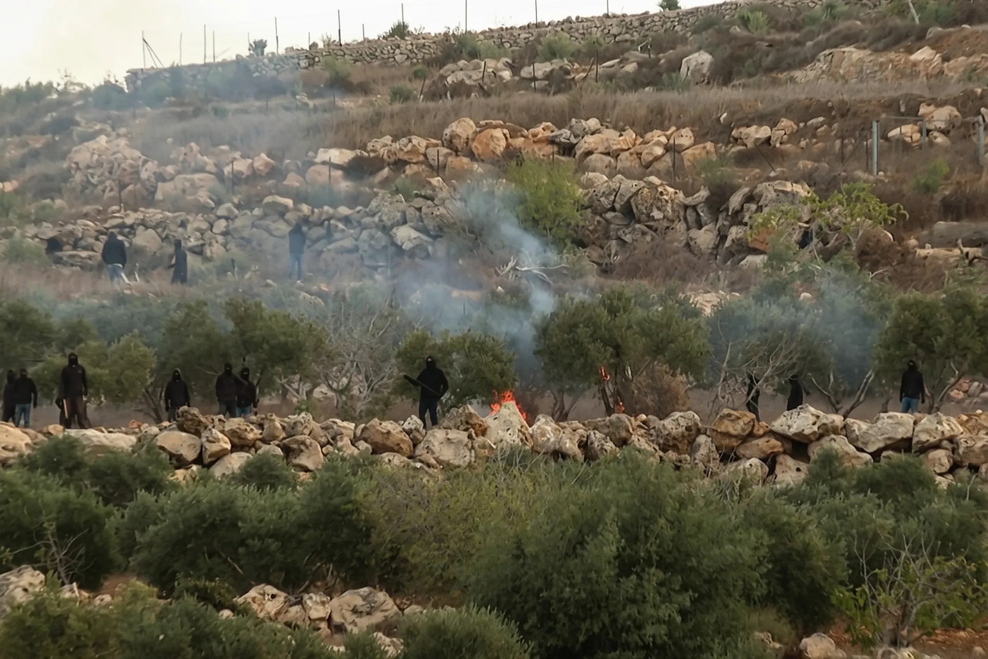 مستوطنون يهاجمون قاطفي الزيتون في فلسطين ويحرقون 3 مركبات قرب رام الله