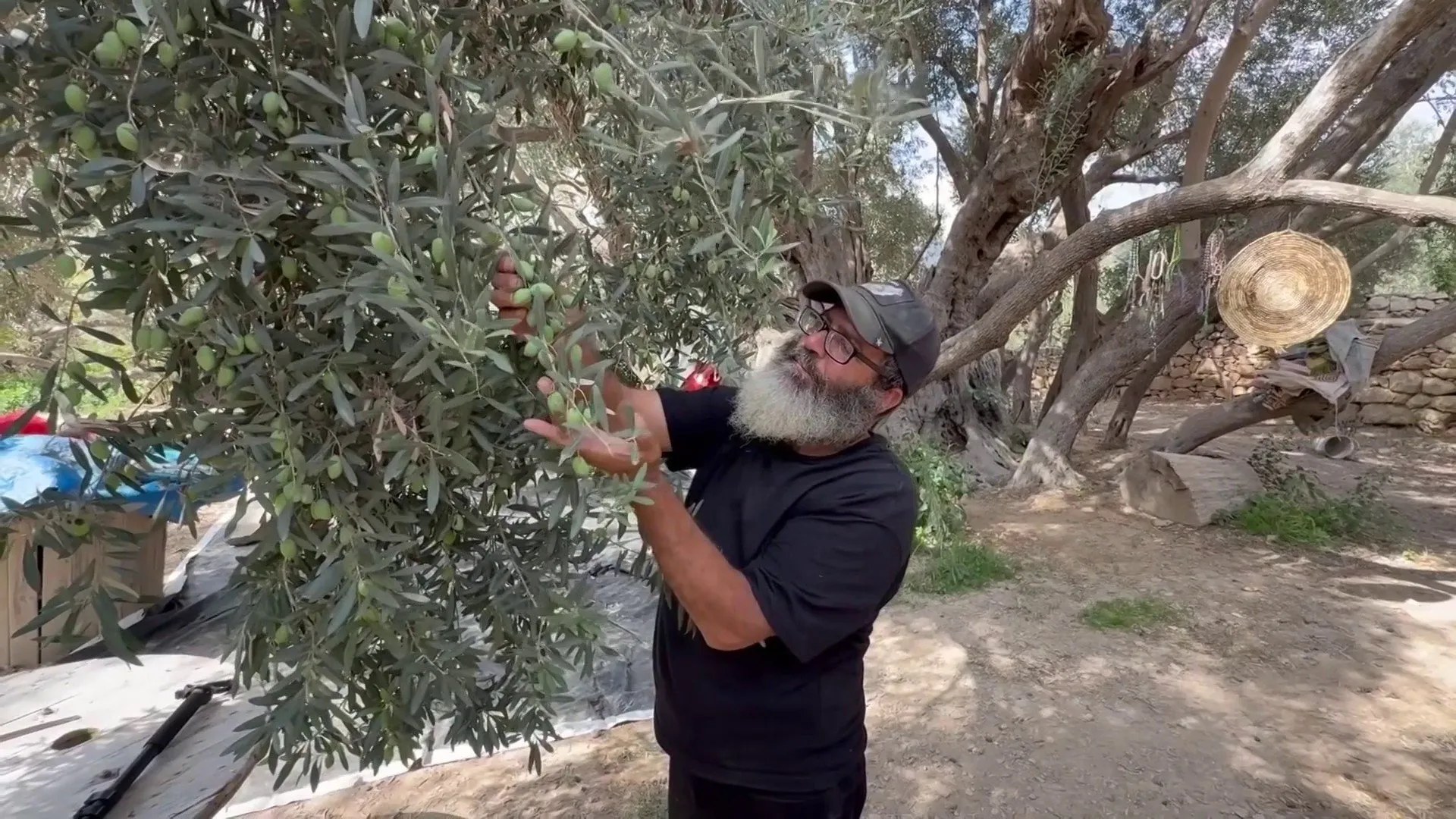 زيتونة يقدّر عمرها بـ5500 عام في فلسطين تواصل الإثمار رغم الجفاف
