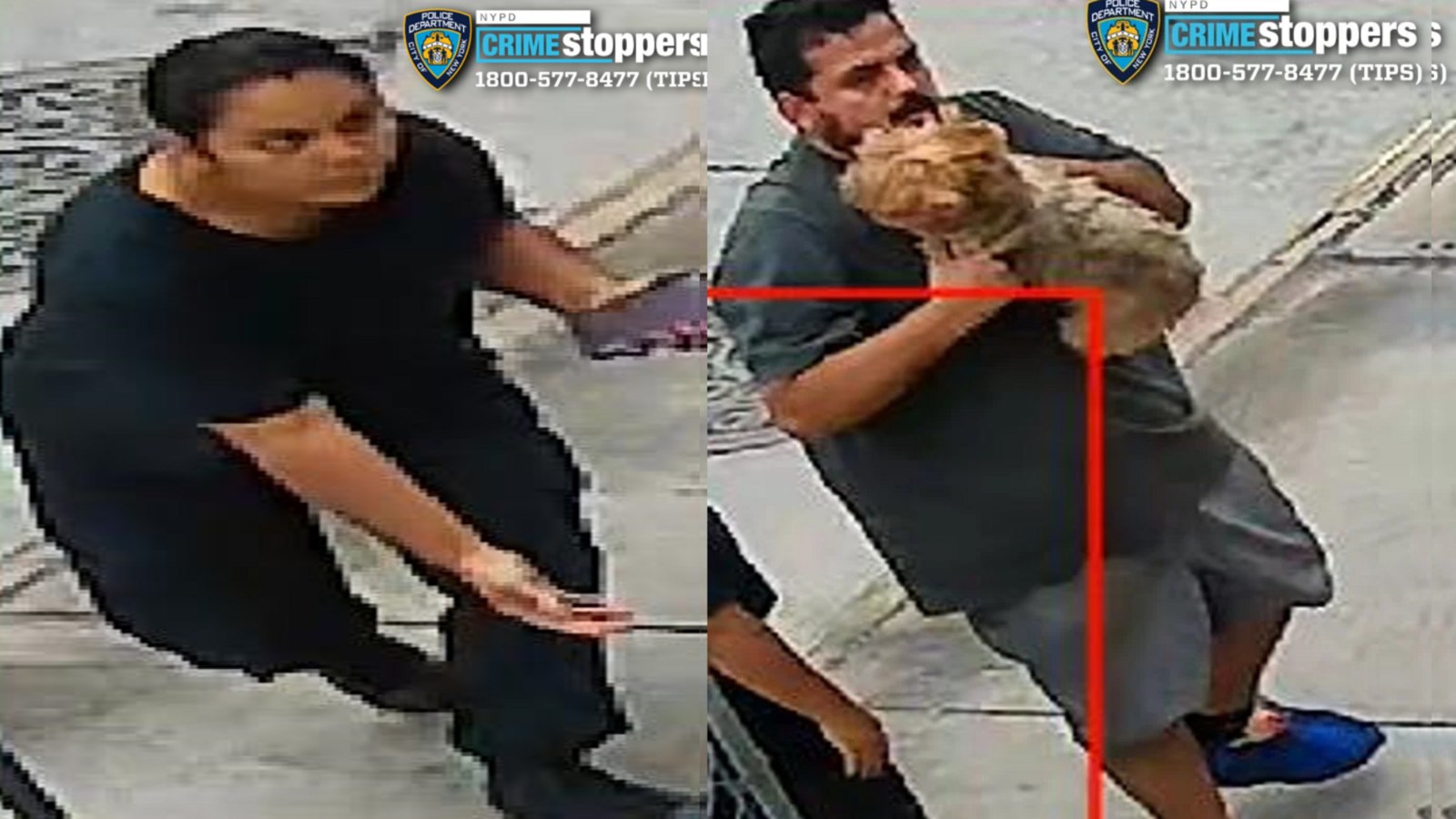 شرطة نيويورك تنشر صور مشتبه بهما بسرقة كلبة من أمام منزل في كوينز