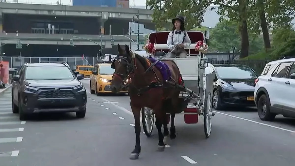 مجلس مدينة نيويورك يعتزم التصويت على مشروع لحظر عربات الخيل